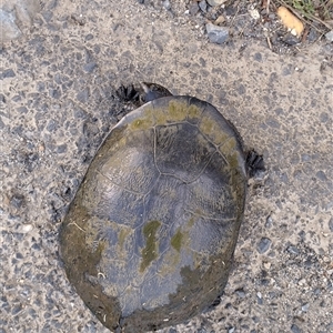 Chelodina longicollis at Gleniffer, NSW - 31 Oct 2024 05:41 PM