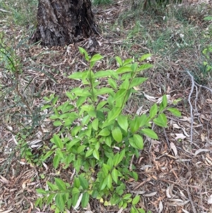 Ligustrum lucidum at Hackett, ACT - 27 Oct 2024