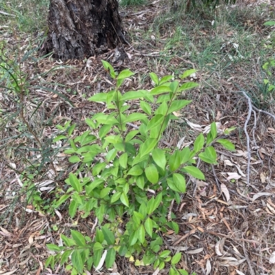 Ligustrum lucidum (Large-leaved Privet) at Hackett, ACT - 27 Oct 2024 by waltraud