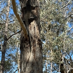 Varanus varius (Lace Monitor) at Yass River, NSW - 29 Oct 2024 by SueMcIntyre