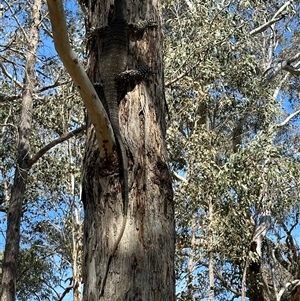 Varanus varius at Yass River, NSW - suppressed