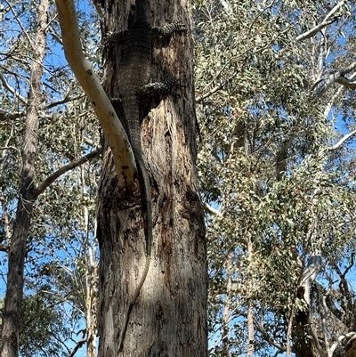 Varanus varius (Lace Monitor) at Yass River, NSW - 29 Oct 2024 by SueMcIntyre