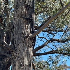 Varanus varius at Yass River, NSW - 29 Oct 2024