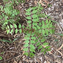 Unidentified Other Tree at Hackett, ACT - 27 Oct 2024 by waltraud