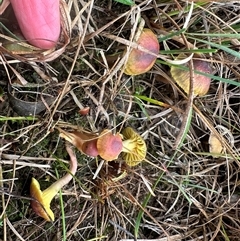 Unidentified Cap on a stem; gills below cap [mushrooms or mushroom-like] at Yass River, NSW - 9 May 2024 by SueMcIntyre