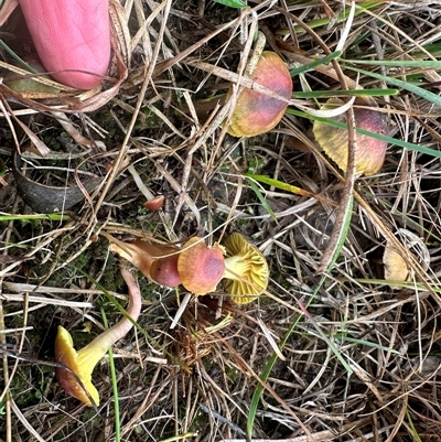 Unidentified Cap on a stem; gills below cap [mushrooms or mushroom-like] at Yass River, NSW - 9 May 2024 by SueMcIntyre