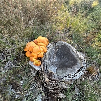 Gymnopilus junonius (Spectacular Rustgill) at Yass River, NSW - 27 May 2024 by SueMcIntyre