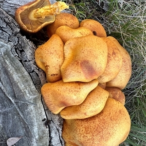 Gymnopilus junonius at suppressed - 27 May 2024