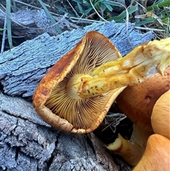 Gymnopilus junonius at Yass River, NSW - 27 May 2024