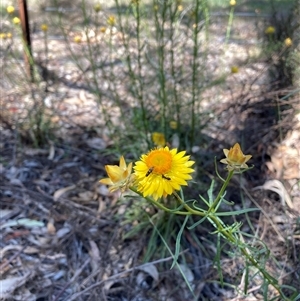 Xerochrysum viscosum at Hackett, ACT - 27 Oct 2024 02:30 PM