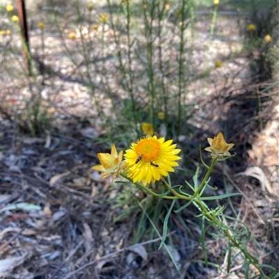 Xerochrysum viscosum (Sticky Everlasting) at Hackett, ACT - 27 Oct 2024 by waltraud