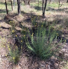 Xerochrysum viscosum at Hackett, ACT - 27 Oct 2024 02:30 PM