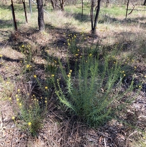 Xerochrysum viscosum at Hackett, ACT - 27 Oct 2024 02:30 PM