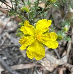 Hibbertia riparia at Yass River, NSW - 9 Oct 2024 by SueMcIntyre