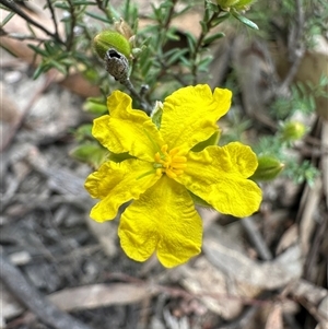 Hibbertia calycina at Yass River, NSW - 9 Oct 2024 02:36 PM