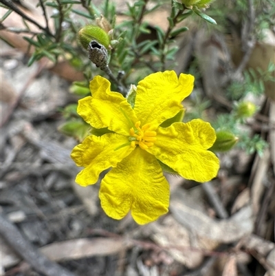 Hibbertia riparia at Yass River, NSW - 9 Oct 2024 by SueMcIntyre