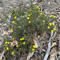 Hibbertia calycina at Yass River, NSW - 9 Oct 2024 02:36 PM