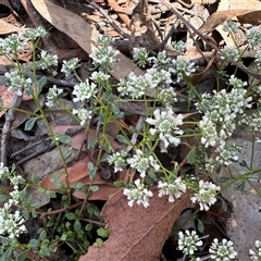 Poranthera microphylla (Small Poranthera) at Yass River, NSW - 26 Oct 2024 by SueMcIntyre