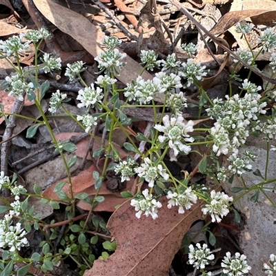 Poranthera microphylla (Small Poranthera) at Yass River, NSW - 25 Oct 2024 by SueMcIntyre