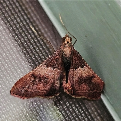 Endotricha mesenterialis (A Pyralid moth) at Hawker, ACT - 31 Oct 2024 by sangio7