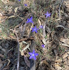 Wahlenbergia stricta subsp. stricta at Hackett, ACT - 27 Oct 2024 by waltraud