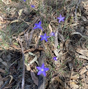 Wahlenbergia sp. at Hackett, ACT - 27 Oct 2024