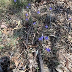 Wahlenbergia sp. at Hackett, ACT - 27 Oct 2024