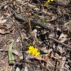 Goodenia hederacea subsp. hederacea at Hackett, ACT - 27 Oct 2024