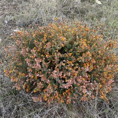 Pultenaea setulosa at Yass River, NSW - 14 Oct 2024 by SueMcIntyre