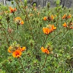 Pultenaea subspicata at Yass River, NSW - 23 Oct 2024 by SueMcIntyre