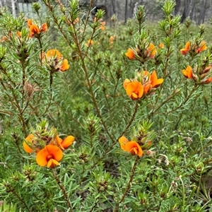 Pultenaea subspicata at Yass River, NSW - 23 Oct 2024