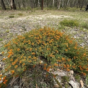 Pultenaea subspicata at Yass River, NSW - 23 Oct 2024