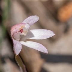 Caladenia alpina (Mountain Caps) at Brindabella, ACT - 30 Oct 2024 by Cmperman