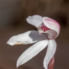 Caladenia alpina at Brindabella, ACT - suppressed