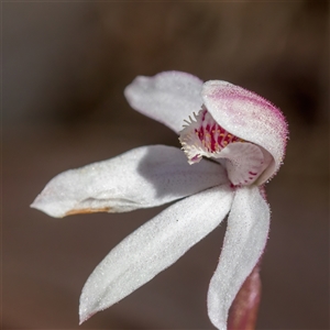 Caladenia alpina at Brindabella, ACT - 30 Oct 2024