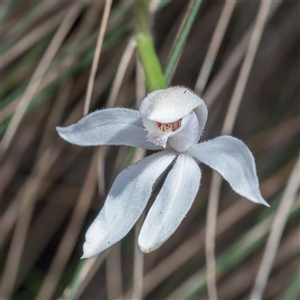 Caladenia alpina at Brindabella, ACT - suppressed