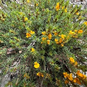 Pultenaea subspicata at Yass River, NSW - 23 Oct 2024