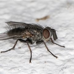 Unidentified Bristle Fly (Tachinidae) at Melba, ACT - 29 Oct 2024 by kasiaaus