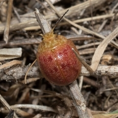 Paropsis obsoleta (Leaf beetle) at Bredbo, NSW - 30 Oct 2024 by AlisonMilton