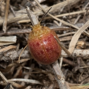 Paropsis obsoleta at Bredbo, NSW - 30 Oct 2024