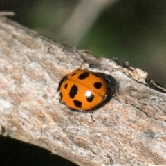 Hippodamia variegata (Spotted Amber Ladybird) at Bredbo, NSW - 30 Oct 2024 by AlisonMilton