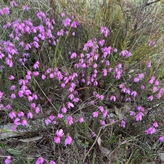 Tetratheca bauerifolia (Heath Pink-bells) at Yass River, NSW - 9 Oct 2024 by SueMcIntyre