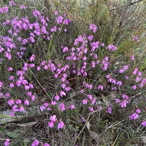 Tetratheca bauerifolia at Yass River, NSW - 9 Oct 2024