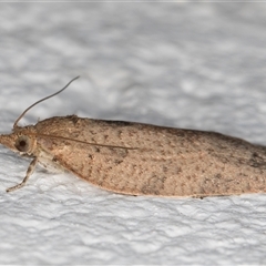 Meritastis laganodes at Melba, ACT - 29 Oct 2024 10:13 PM