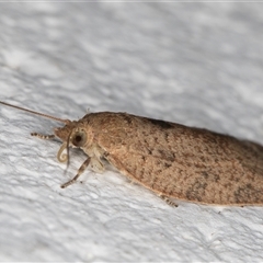 Meritastis laganodes at Melba, ACT - 29 Oct 2024 10:13 PM