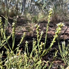 Choretrum pauciflorum at Yass River, NSW - 4 Oct 2024 by SueMcIntyre