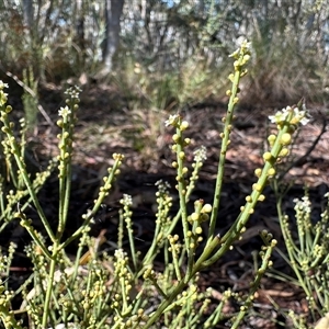 Choretrum pauciflorum at Yass River, NSW - 5 Oct 2024 08:06 AM