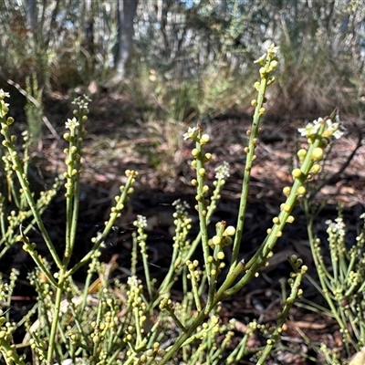 Choretrum pauciflorum at Yass River, NSW - 4 Oct 2024 by SueMcIntyre