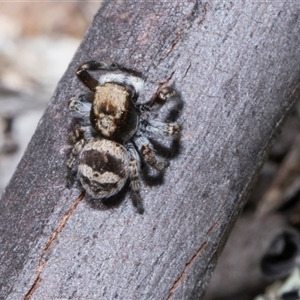 Euophryinae sp.(Striped Capuchin- undescribed) at Bredbo, NSW - 30 Oct 2024