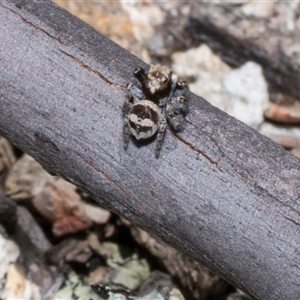 Euophryinae sp.(Striped Capuchin- undescribed) at Bredbo, NSW - 30 Oct 2024